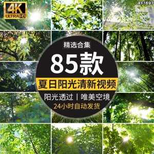 4K夏日阳光透过树叶森林空境升格大自然唯美清新绿叶实拍视频素材-泰戈创艺资源库