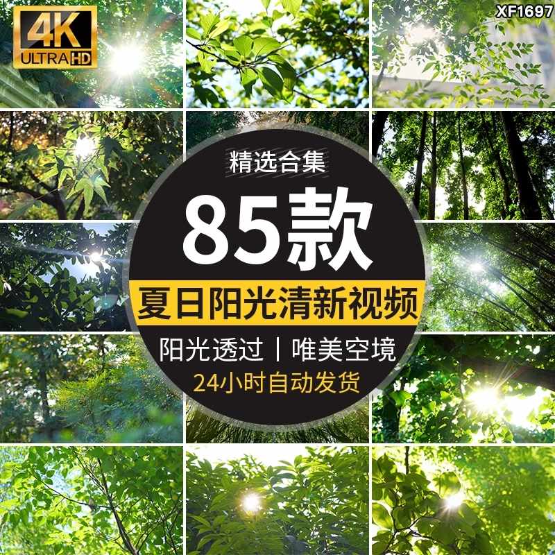 4K夏日阳光透过树叶森林空境升格大自然唯美清新绿叶实拍视频素材-泰戈创艺资源库