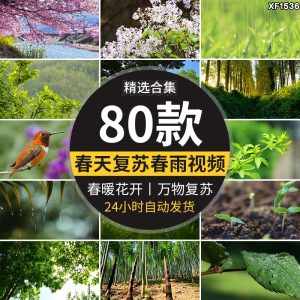 春天阳光明媚春暖花开桃花万物复苏发芽柳树嫩芽小鸟春雨视频素材-泰戈创艺资源库