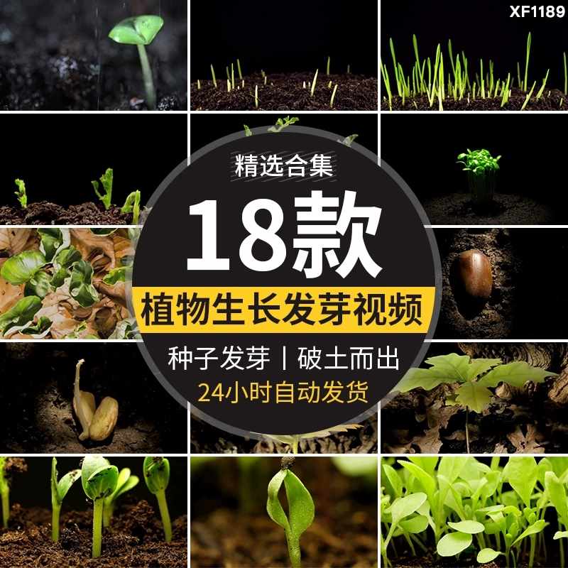 种子发芽植物快速生长延时绿色幼苗嫩苗从土壤破土而出短视频素材-泰戈创艺资源库